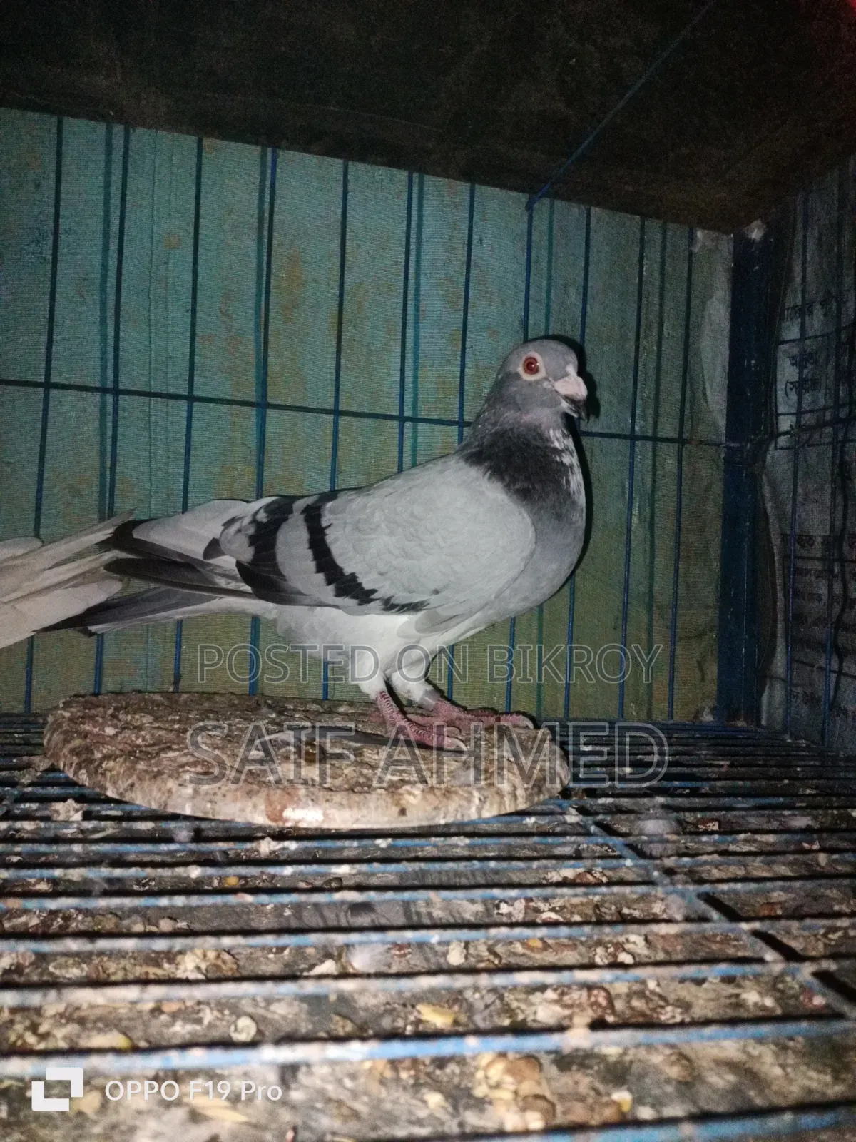 সভজি রেসার নর কবুতর