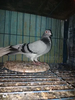সভজি রেসার নর কবুতর