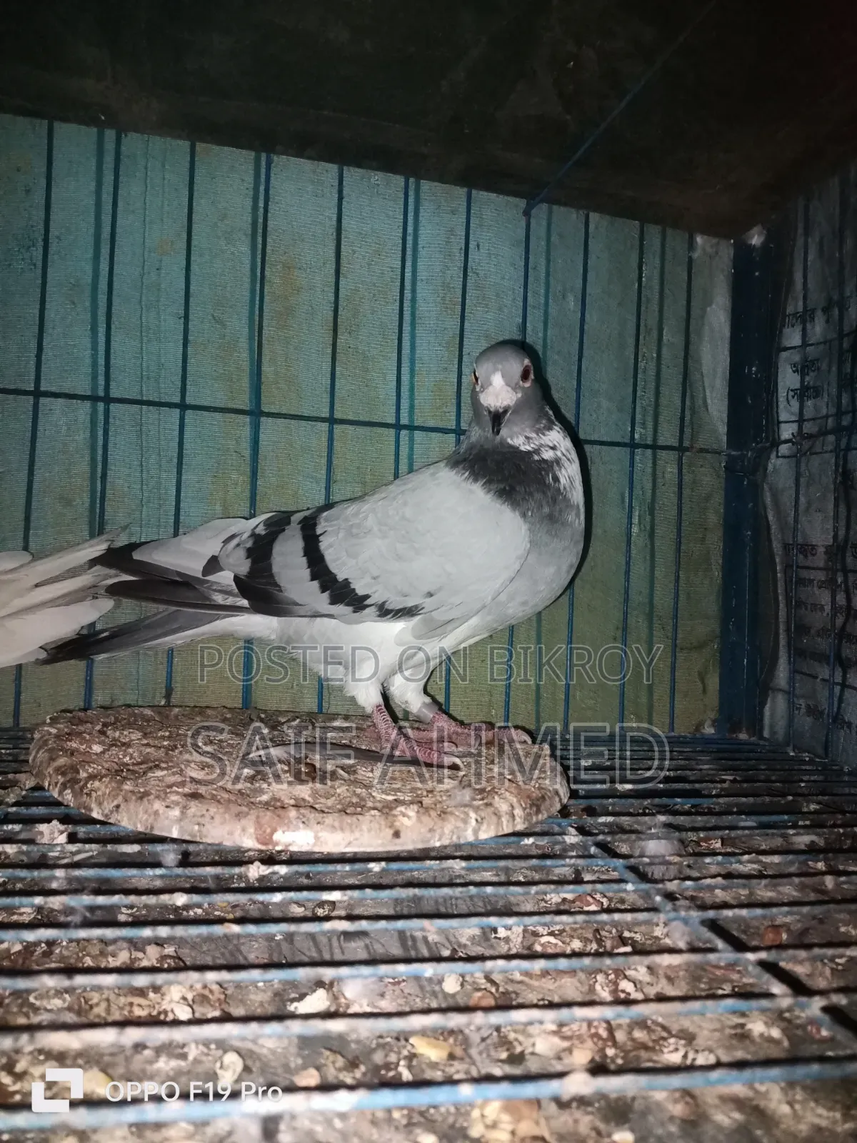 সভজি রেসার নর কবুতর