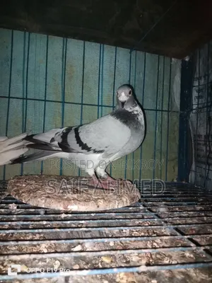 সভজি রেসার নর কবুতর