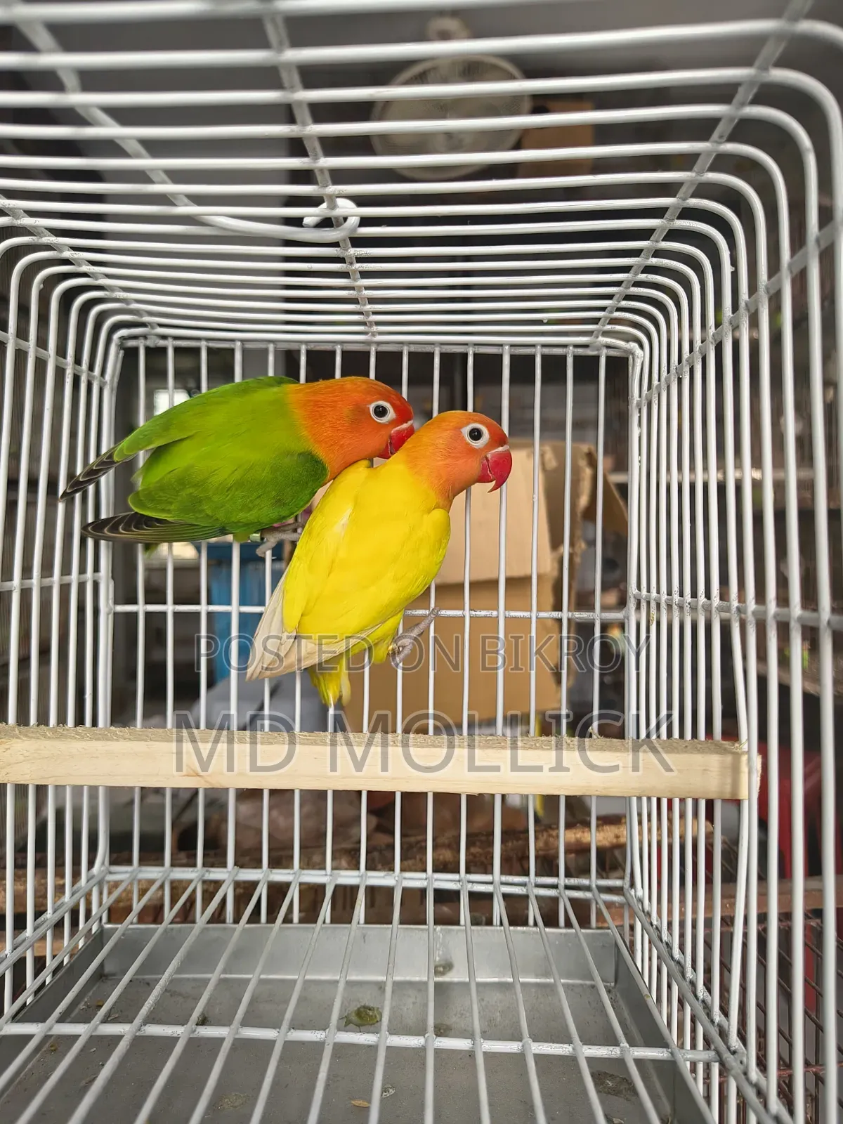 লাভ বার্ড সেল