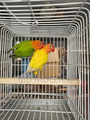 লাভ বার্ড সেল