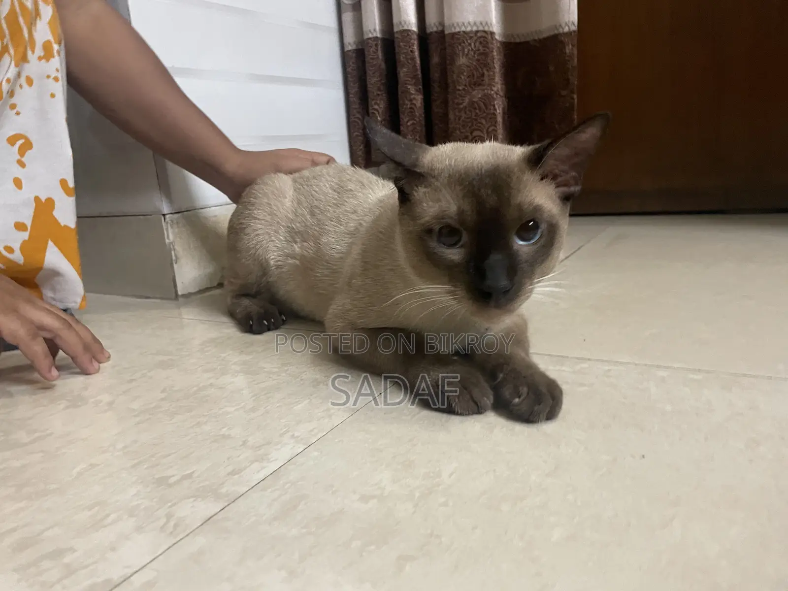 6-12 months Male Purebred Siamese