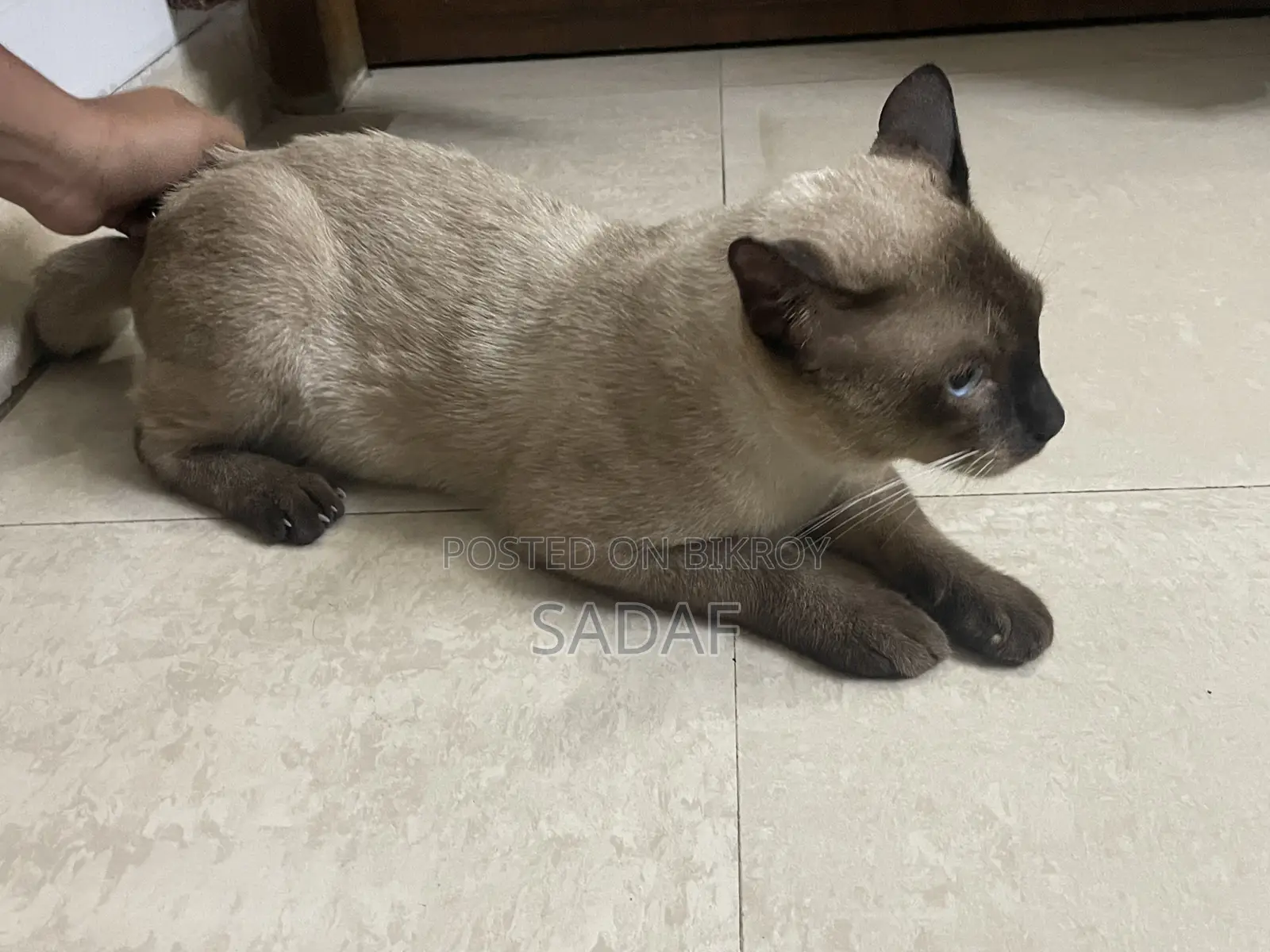 6-12 months Male Purebred Siamese
