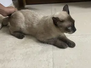 6-12 months Male Purebred Siamese