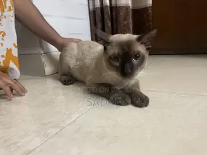 6-12 months Male Purebred Siamese