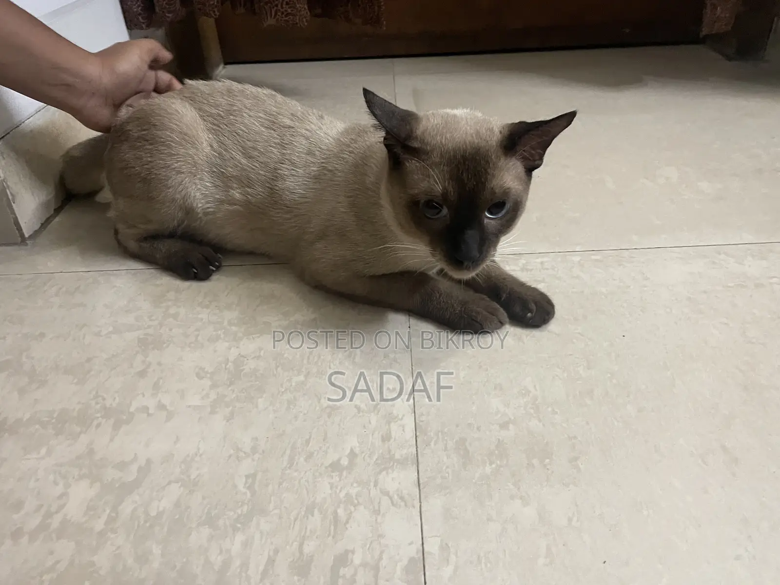 6-12 months Male Purebred Siamese