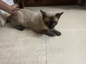 6-12 months Male Purebred Siamese