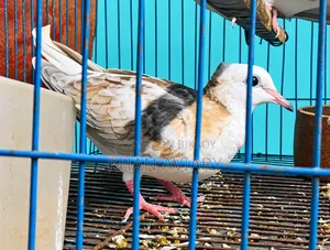 Pied Chital Single Dove