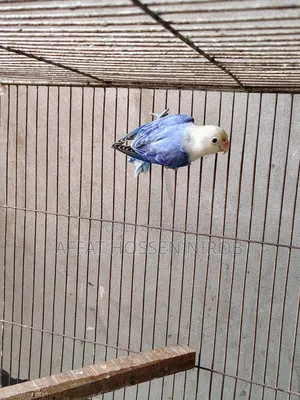 ডিএফ ভায়োলেট অপালাইন