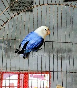 ডিএফ ভায়োলেট অপালাইন