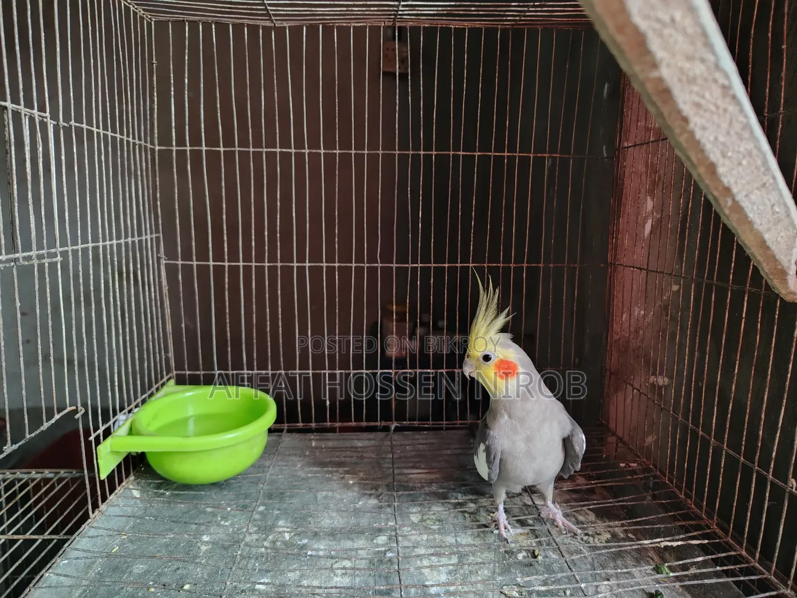 ককাটেল মেল