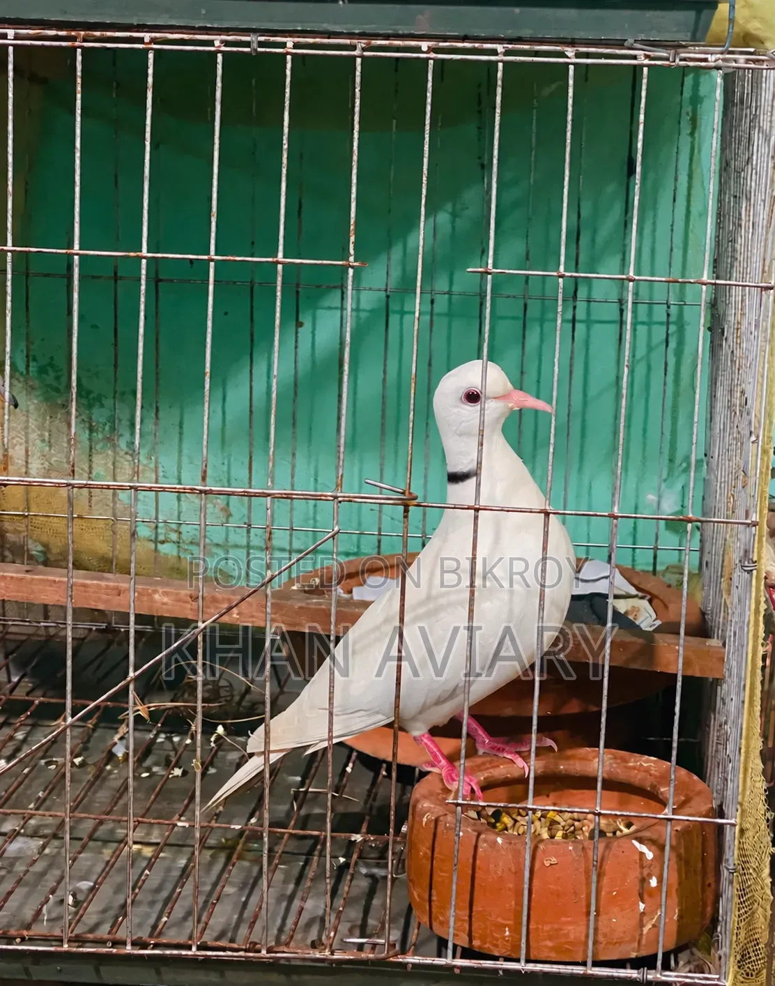 White Ringneck Male Dove