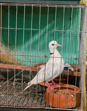 White Ringneck Male Dove