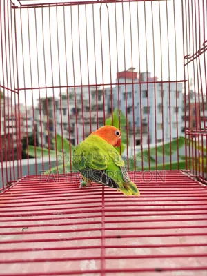 গ্রিন ইউইং ওপালিন/পারব্লু//ডান ফ্যালো লাভবার্ডস