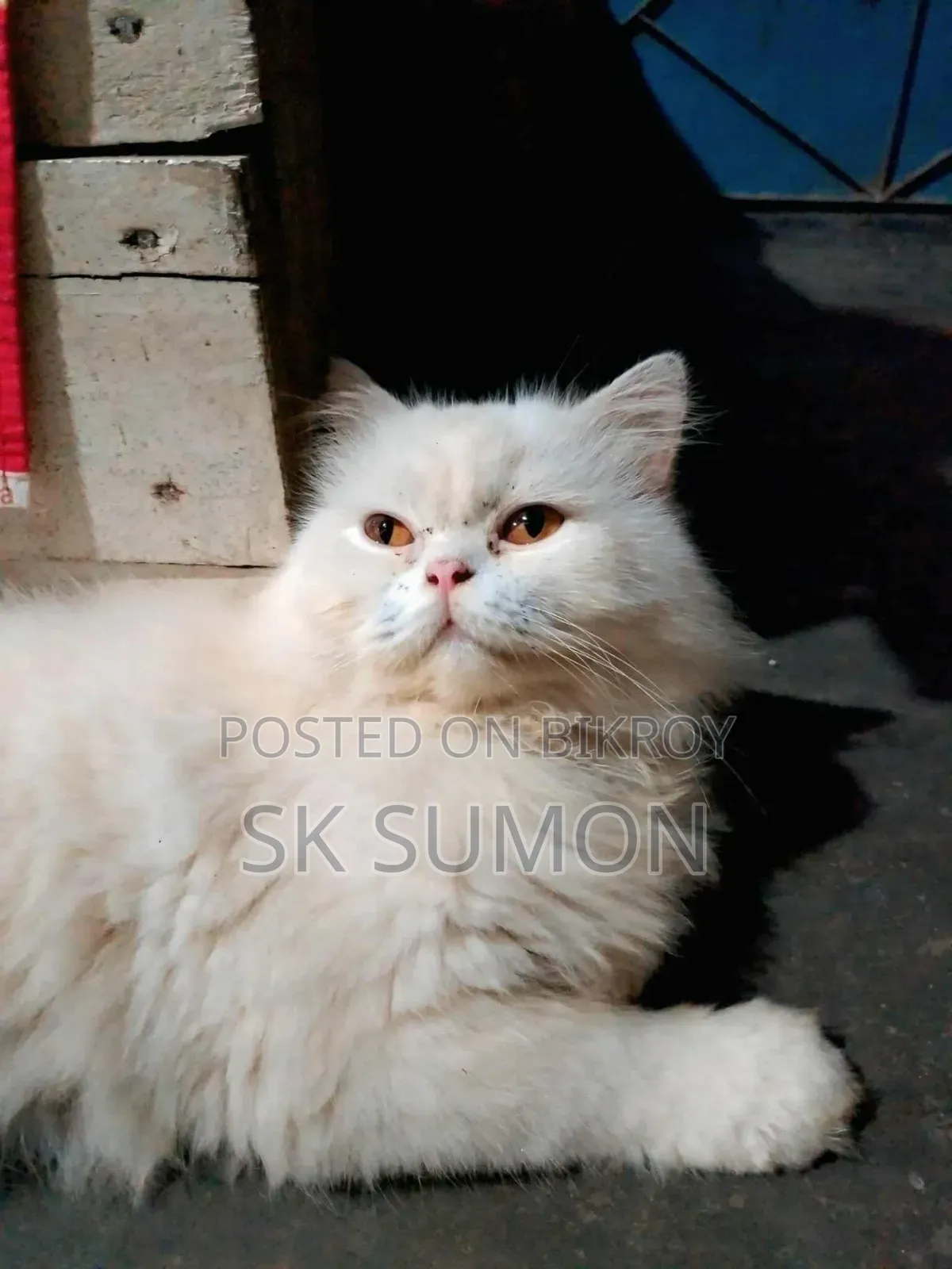 1+ year Male Purebred Persian