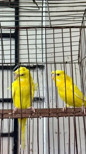 JP Lutino Red Eye Pair