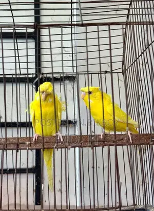 JP Lutino Red Eye Pair