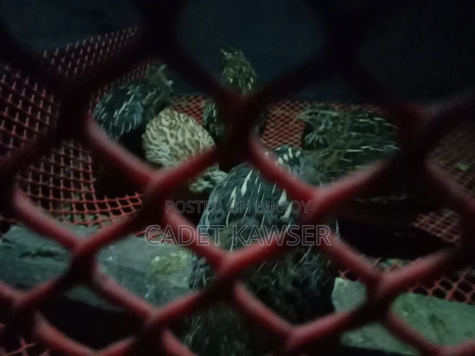 Lay-laying Quail for Sale