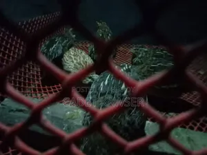 Lay-laying Quail for Sale