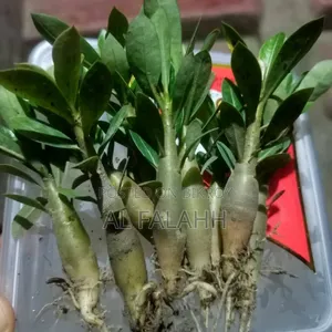 Adenium Saplings