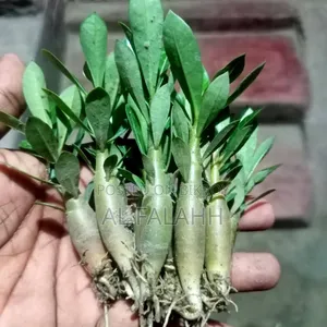 Adenium Saplings