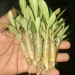 Adenium Saplings