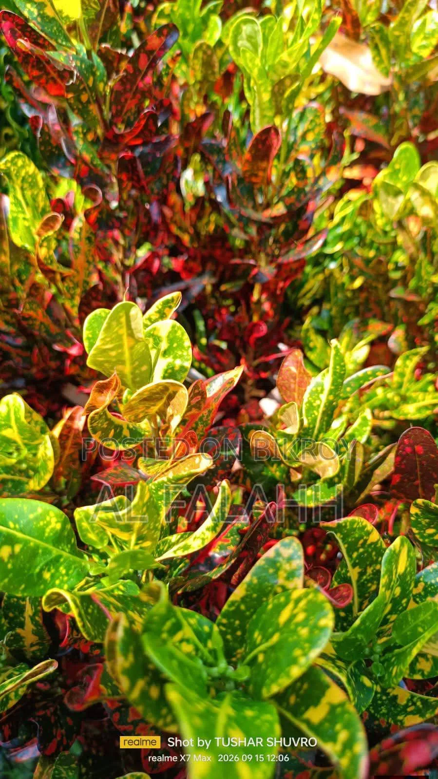Foliar Plant Saplings