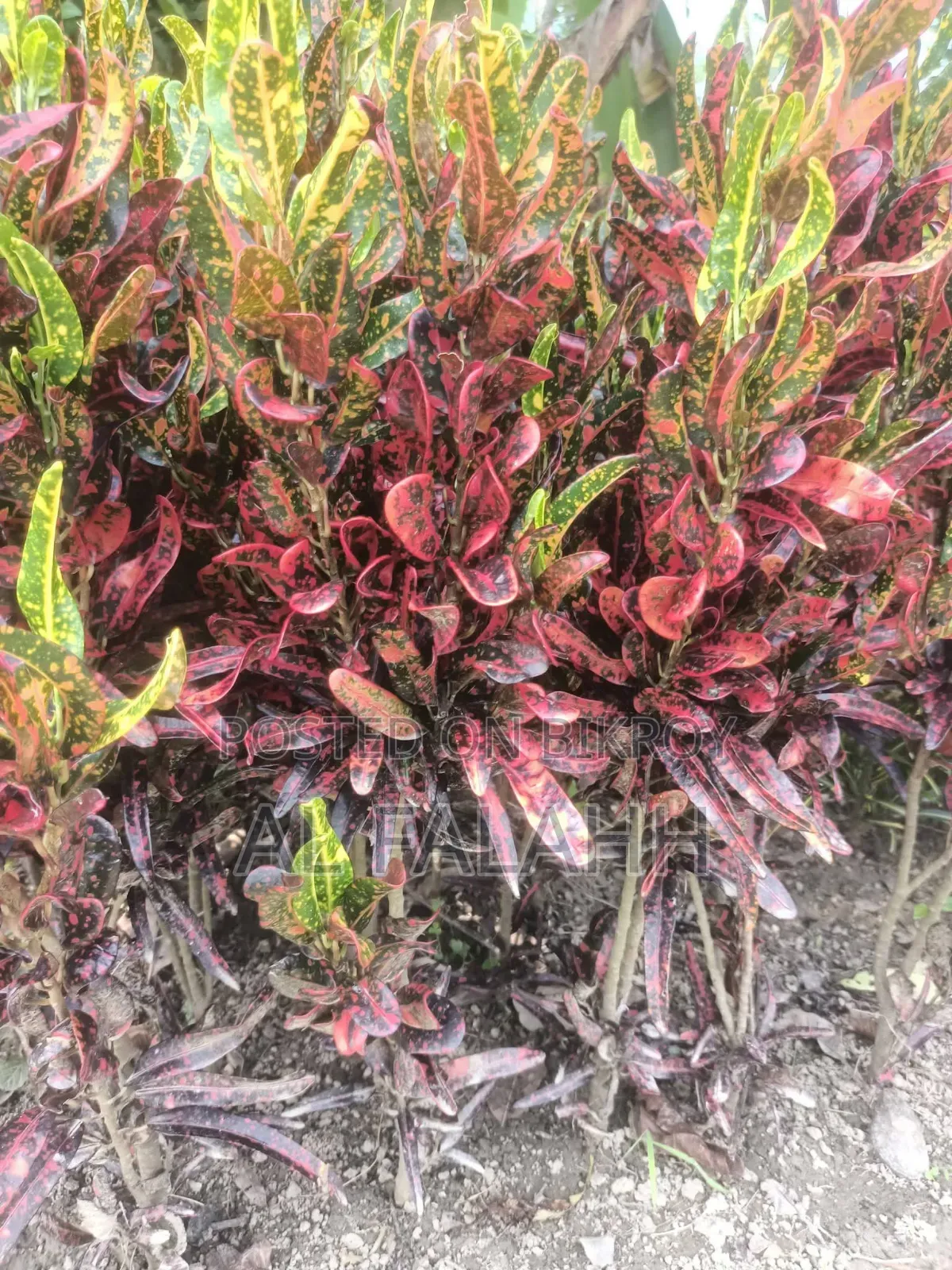 Foliar Plant Saplings