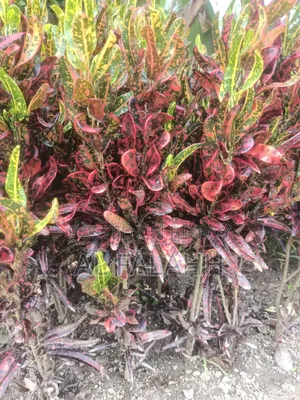 Foliar Plant Saplings