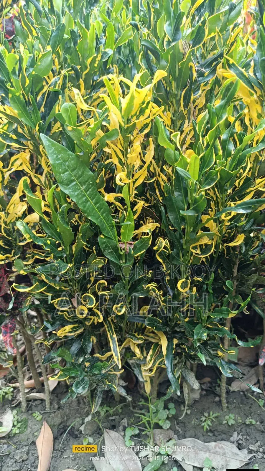 Foliar Plant Saplings