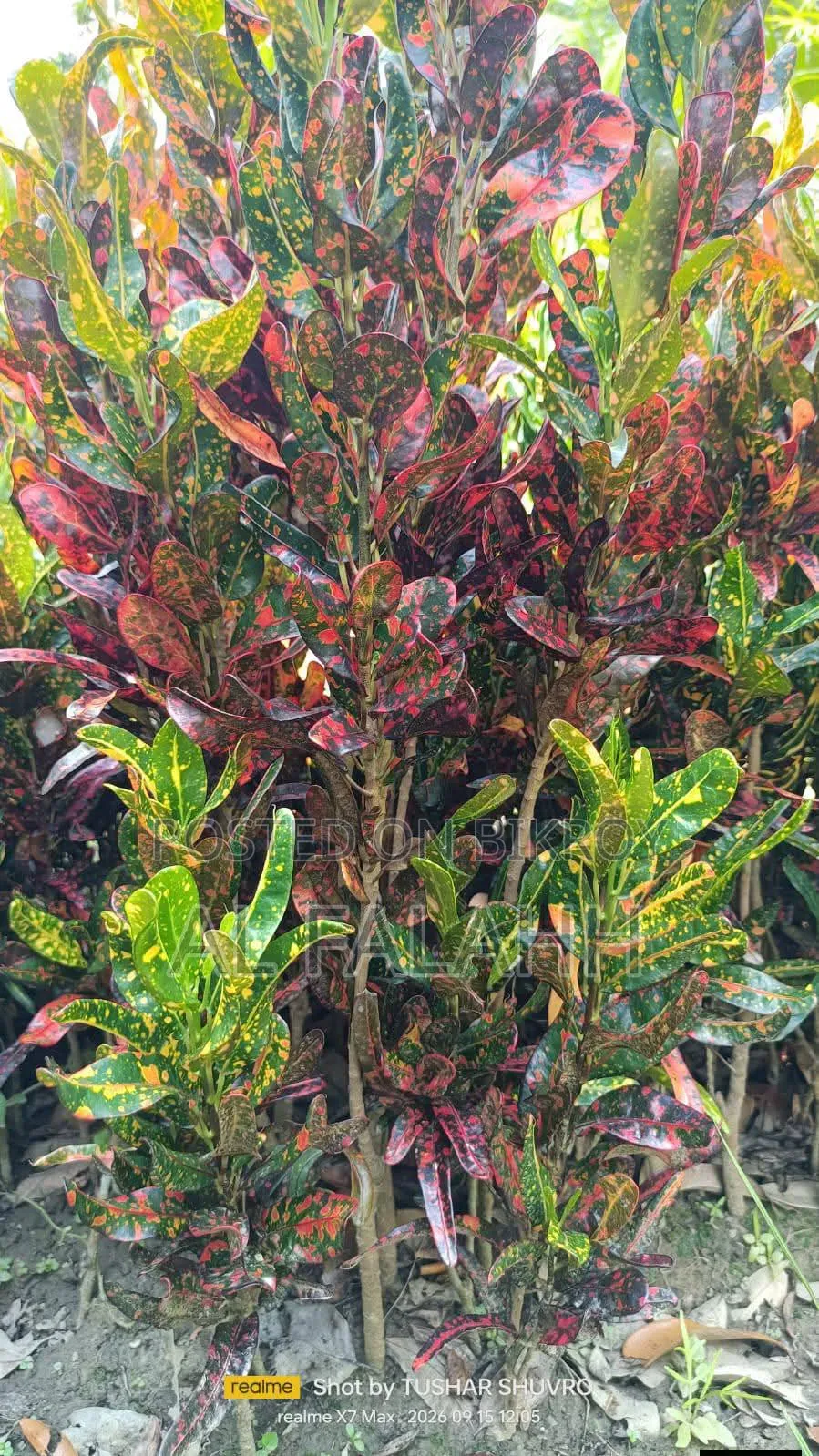 Foliar Plant Saplings