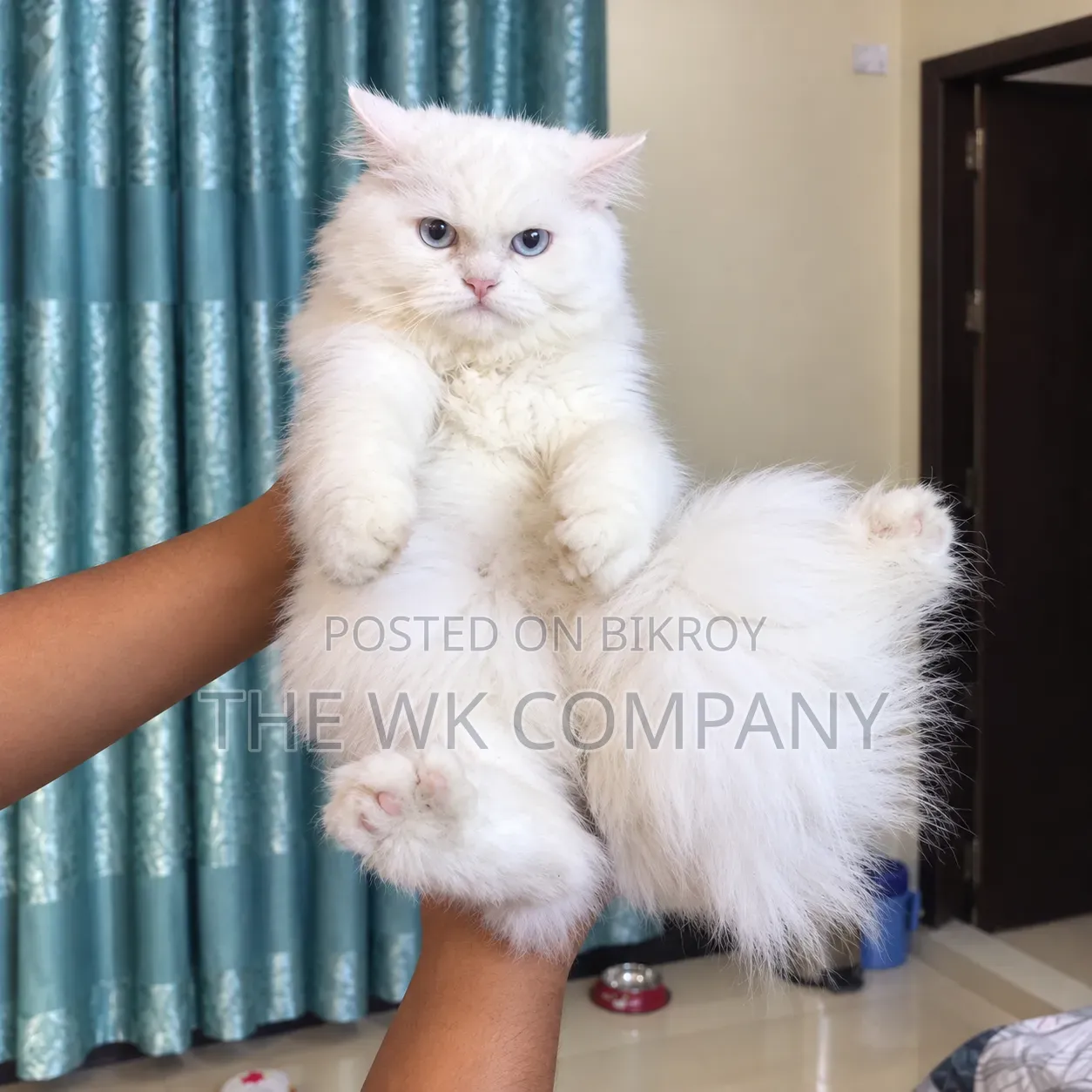 6-12 months Female Purebred Persian