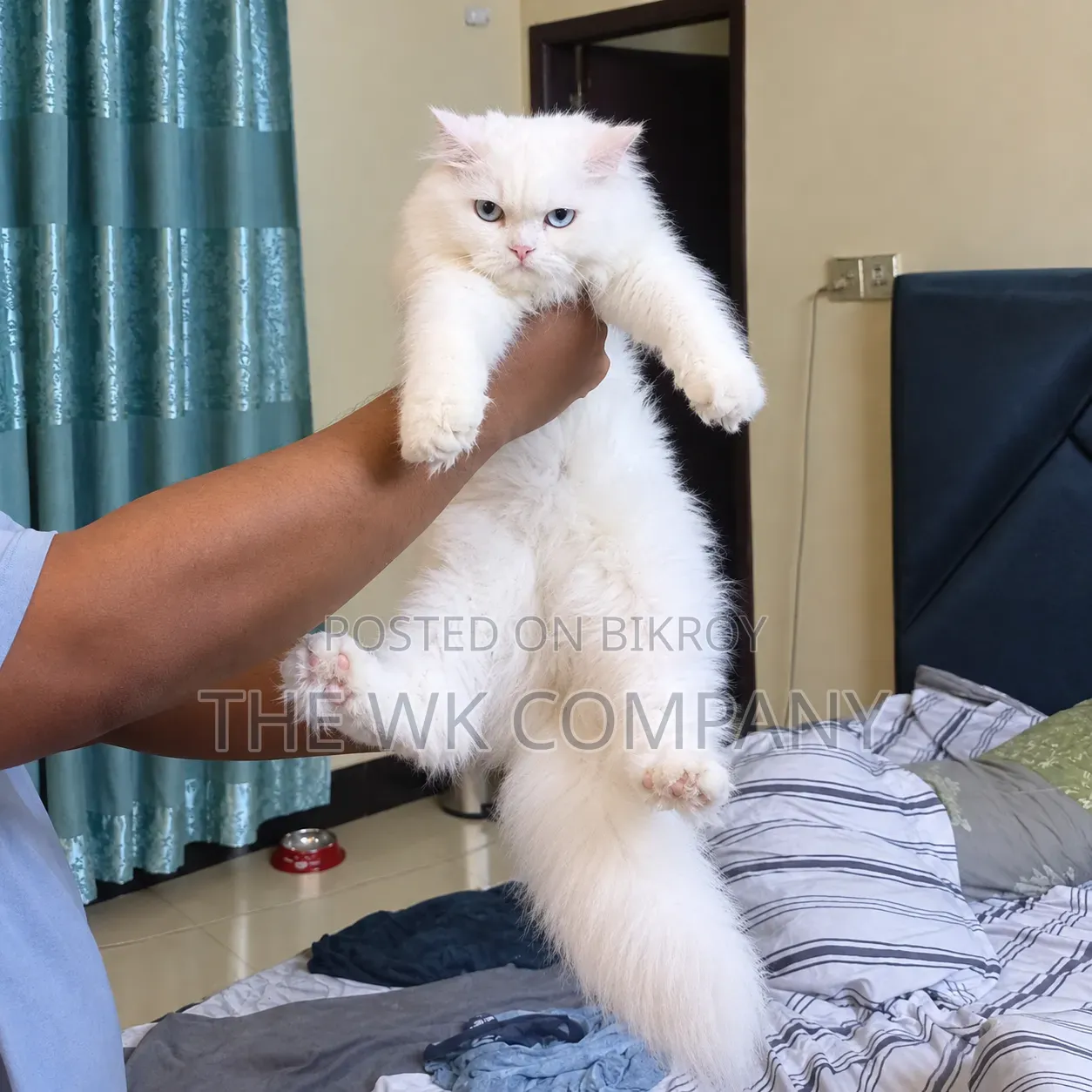 6-12 months Female Purebred Persian