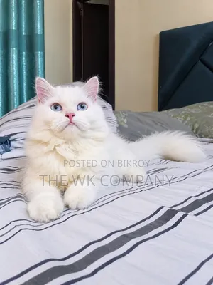 6-12 months Female Purebred Persian