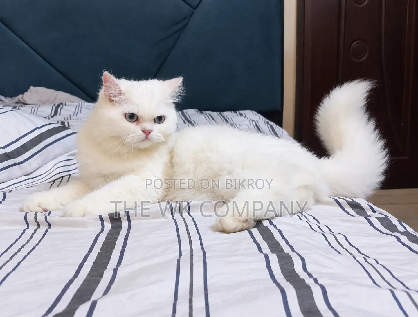 6-12 months Female Purebred Persian