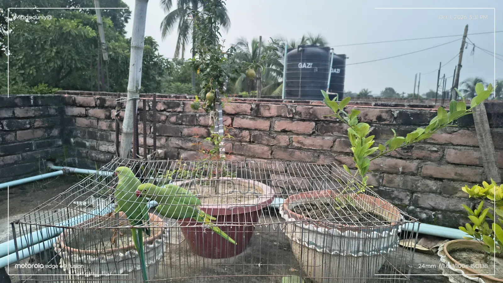 এক জোড়া ভালো বড় টিয়াপাখি