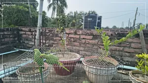 এক জোড়া ভালো বড় টিয়াপাখি