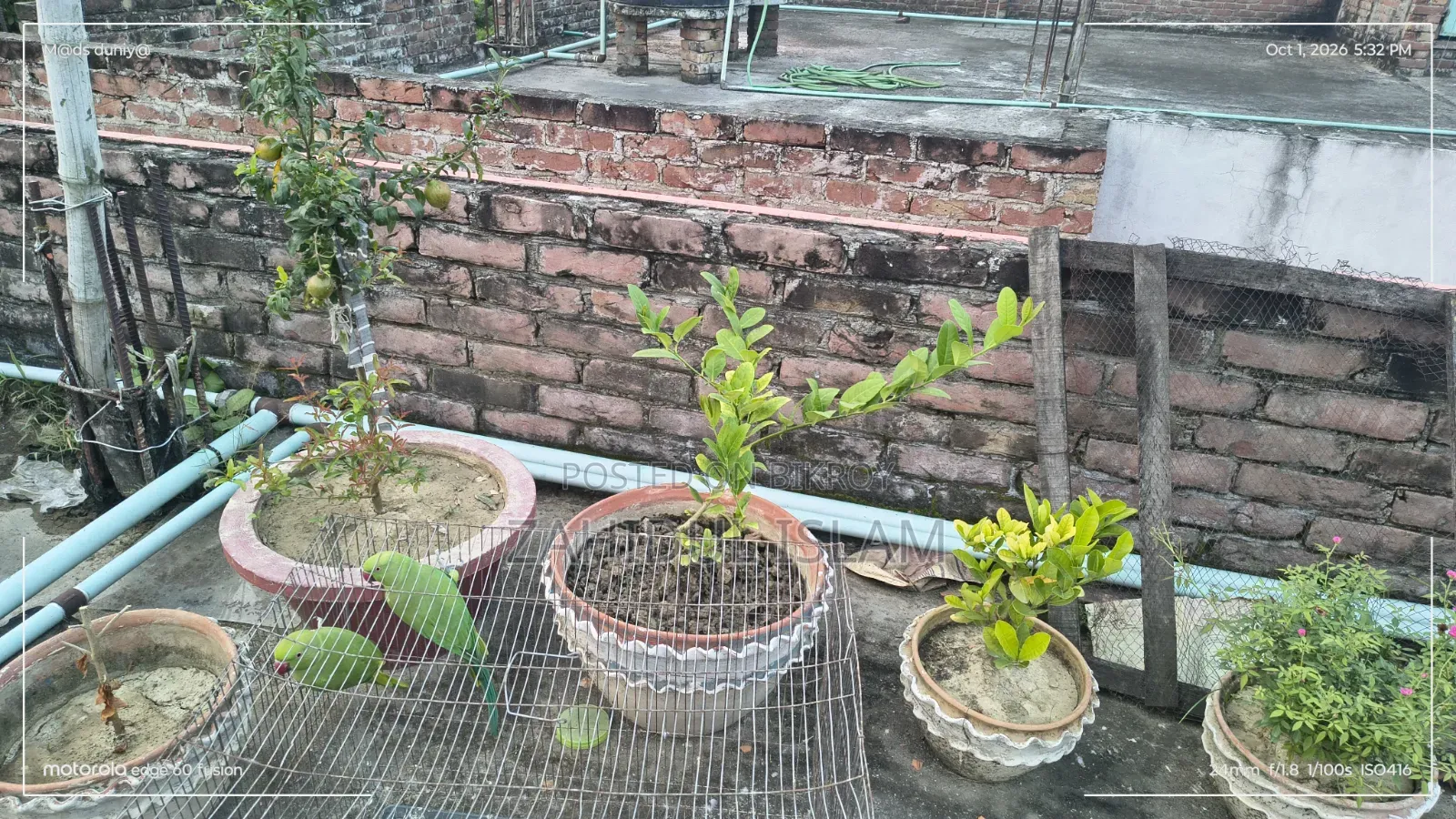 এক জোড়া ভালো বড় টিয়াপাখি