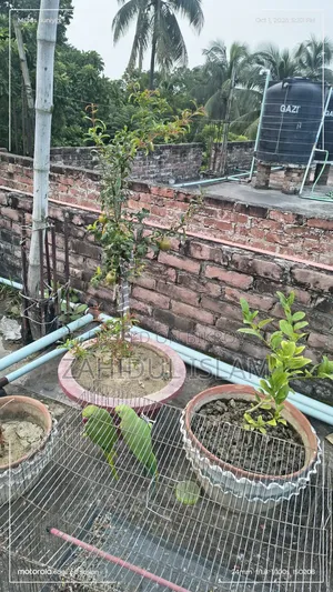এক জোড়া ভালো বড় টিয়াপাখি