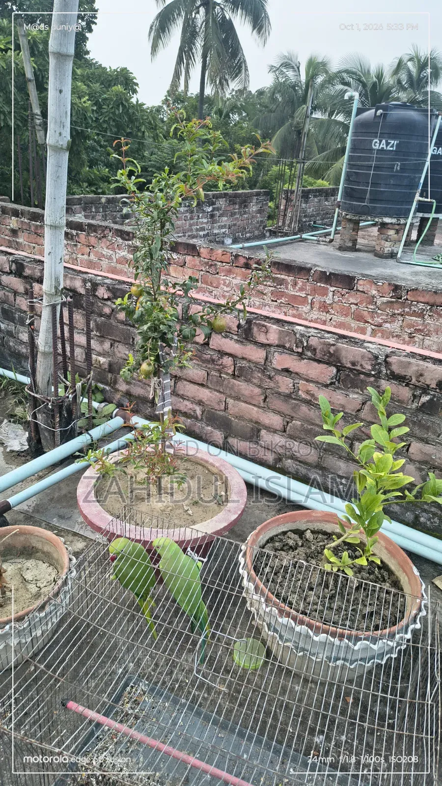 এক জোড়া ভালো বড় টিয়াপাখি