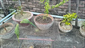 এক জোড়া ভালো বড় টিয়াপাখি