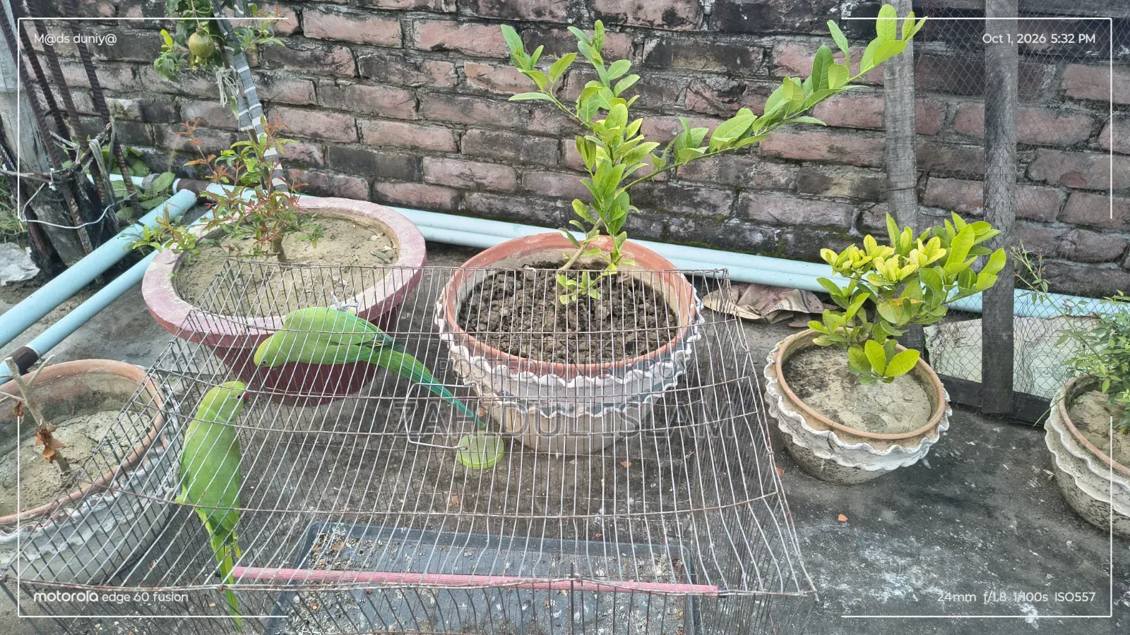 এক জোড়া ভালো বড় টিয়াপাখি