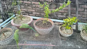 এক জোড়া ভালো বড় টিয়াপাখি