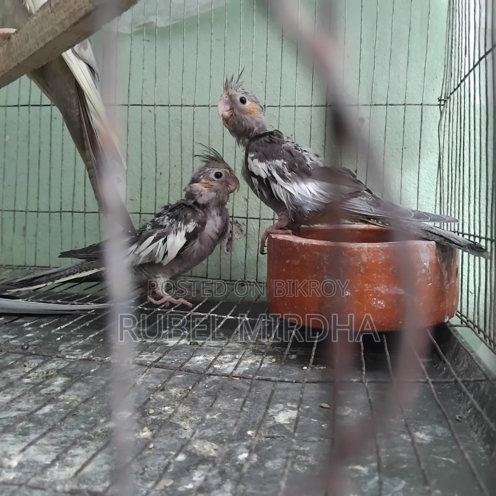 কোকাটেল পাখি