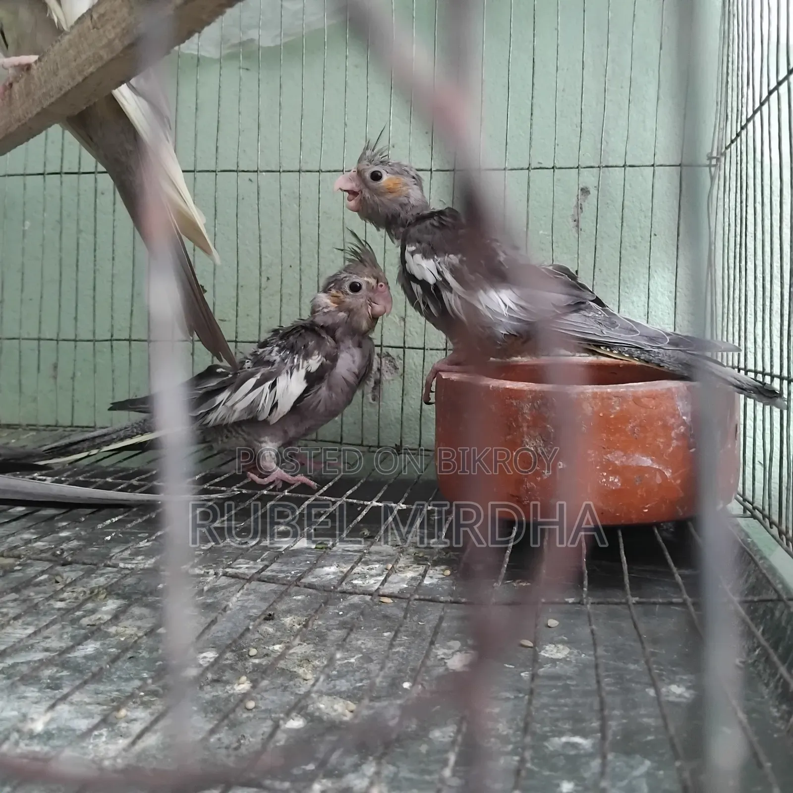 কোকাটেল পাখি