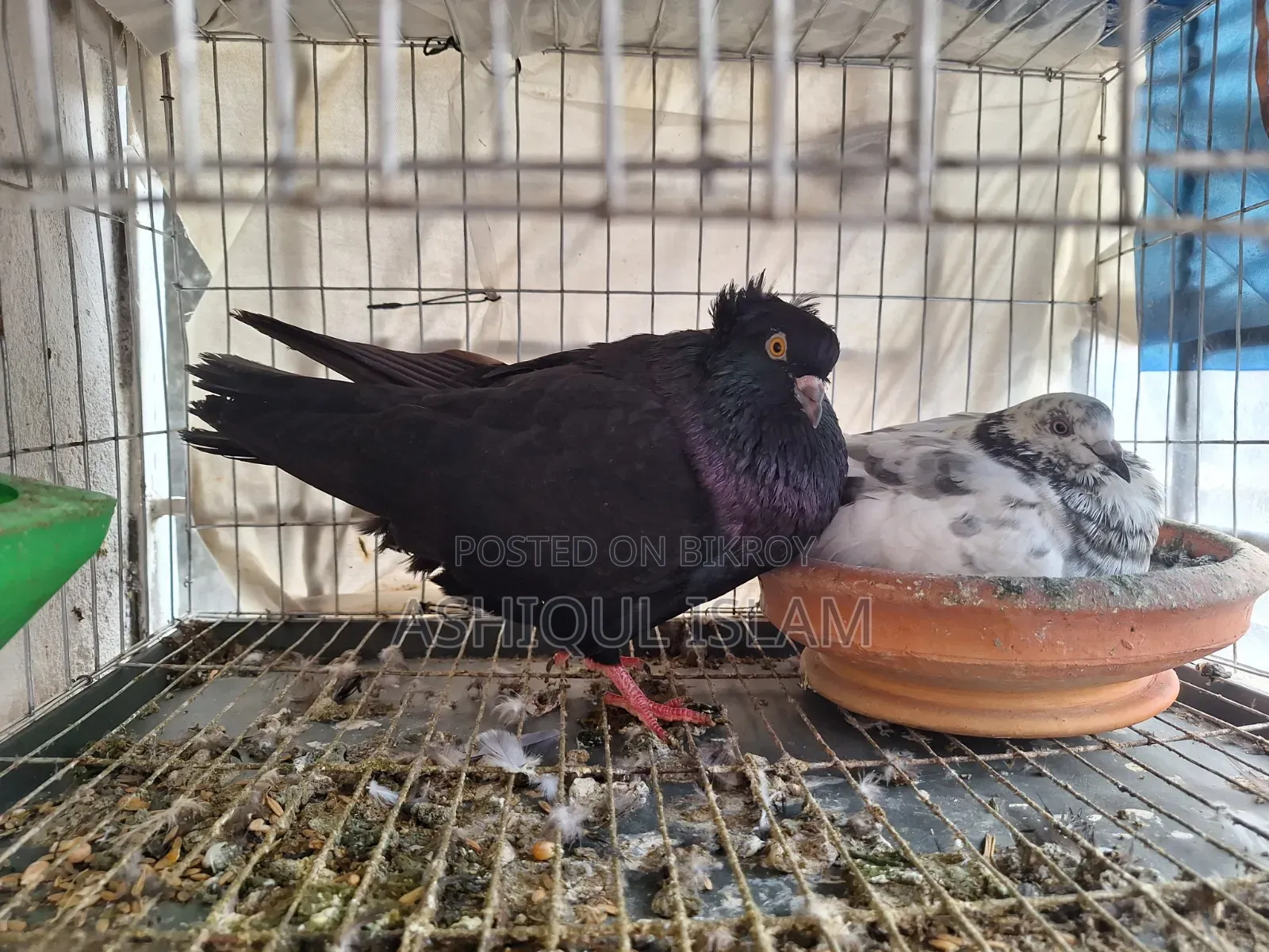 Big Size Giribaj & Black Bombai Pigeons