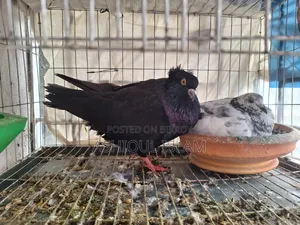 Big Size Giribaj & Black Bombai Pigeons