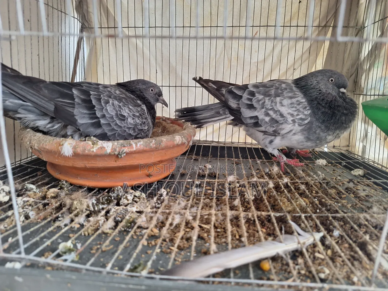 Big Size Giribaj & Black Bombai Pigeons