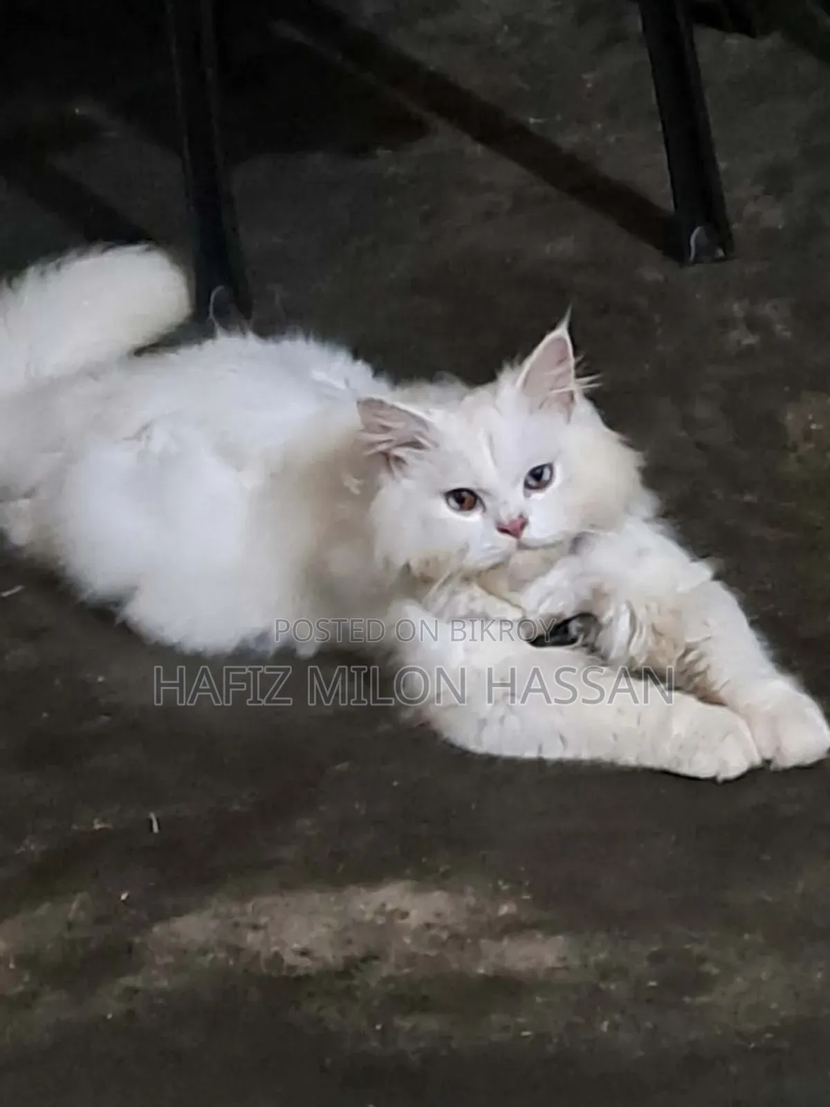 ৬-১২ মাস বয়সী পুরুষ খাঁটি পার্সিয়ান বিড়াল